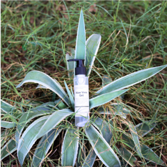 aloe vera gel bottle placed on  plant